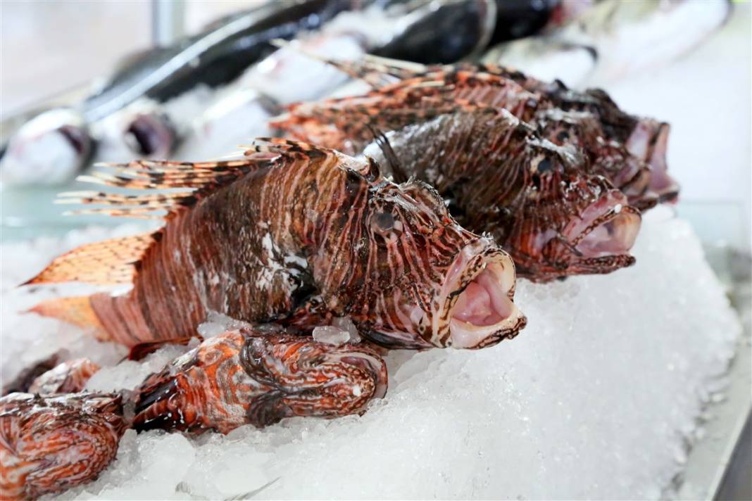 Belediyenin menüsüne girdi! Zehirli aslan balığından ızgara 3