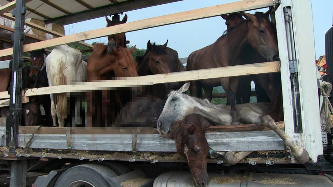 Görenler gözyaşlarını tutamadı! Hepsi kaderlerine terk edilmiş 4