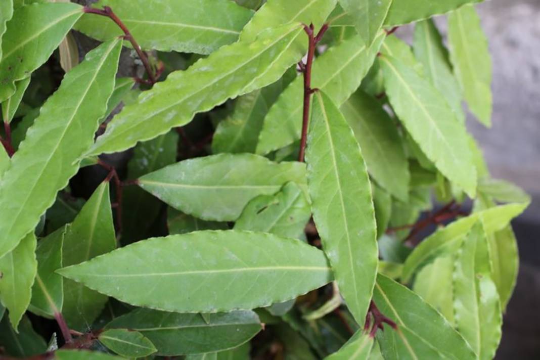 Her evde kullanılıyor! Hem lezzetli hem de şifa kaynağı 14 baharat ve özellikleri 12