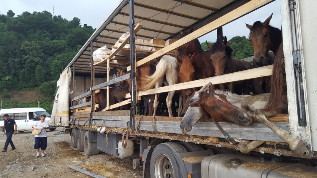 Görenler gözyaşlarını tutamadı! Hepsi kaderlerine terk edilmiş 2