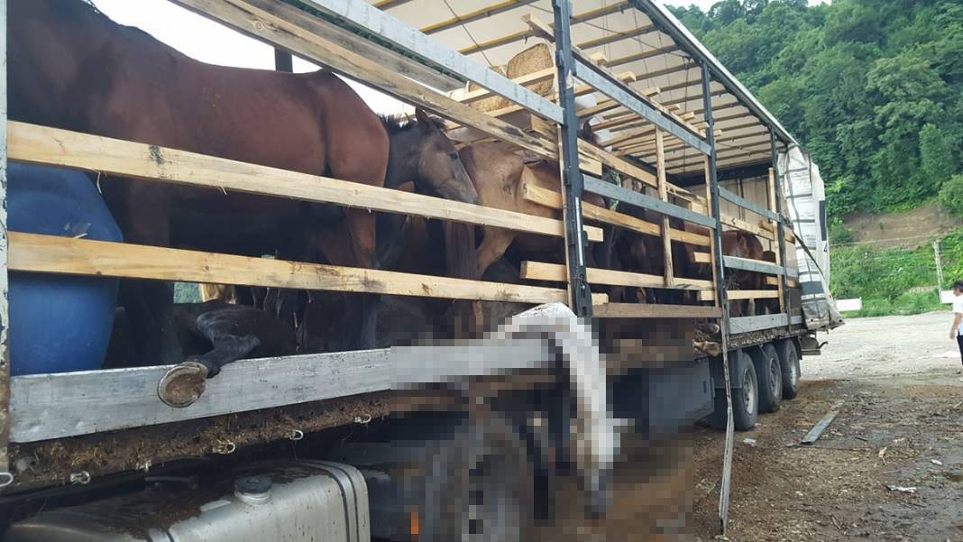 Görenler gözyaşlarını tutamadı! Hepsi kaderlerine terk edilmiş 1