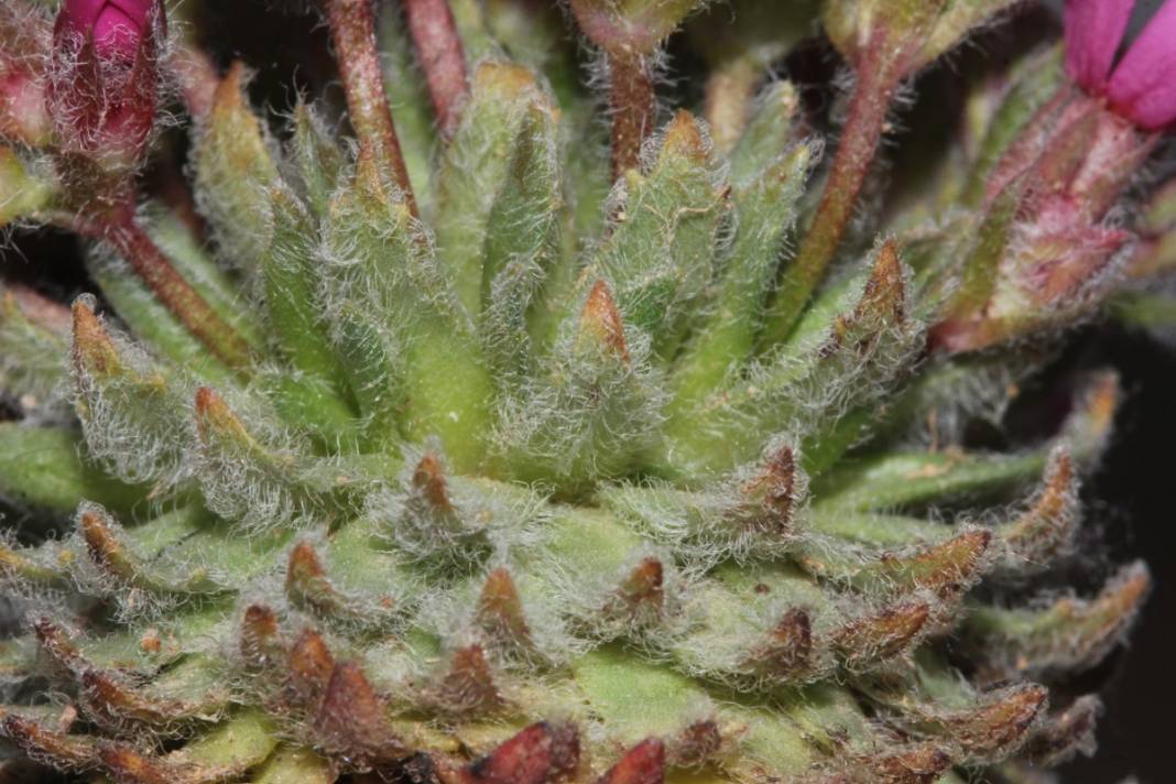 Yeni keşfedildi, Aziz Sancar'ın adını taşıyacak 1