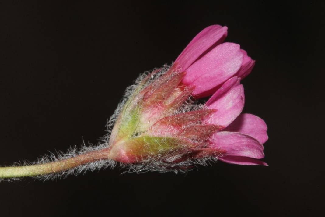 Yeni keşfedildi, Aziz Sancar'ın adını taşıyacak 2