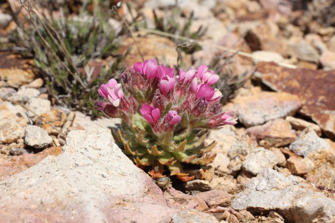 Yeni keşfedildi, Aziz Sancar'ın adını taşıyacak 3