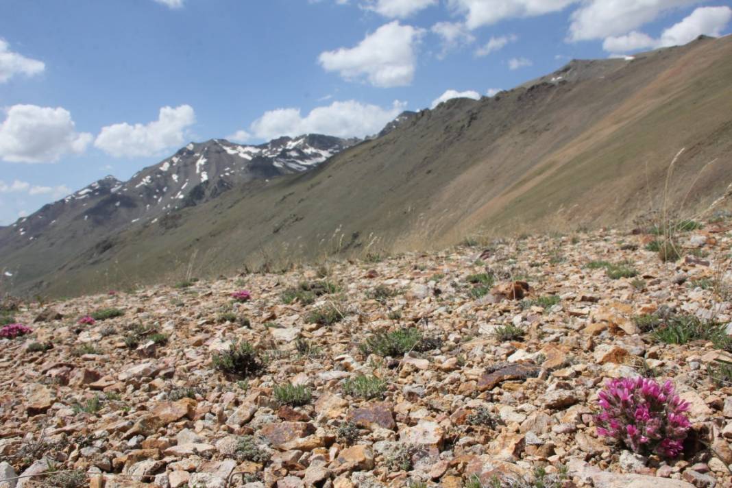 Yeni keşfedildi, Aziz Sancar'ın adını taşıyacak 4