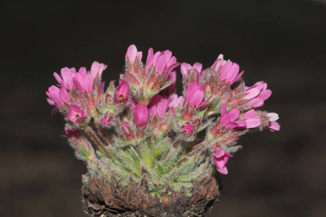 Yeni keşfedildi, Aziz Sancar'ın adını taşıyacak 5