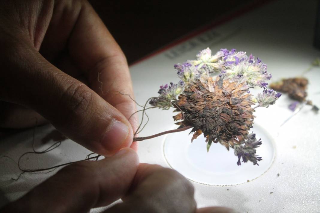 Yeni keşfedildi, Aziz Sancar'ın adını taşıyacak 7