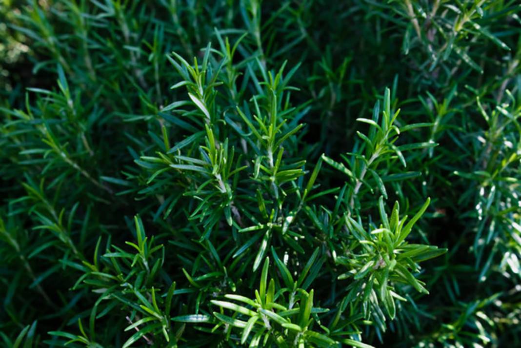 Her evde kullanılıyor! Hem lezzetli hem de şifa kaynağı 14 baharat ve özellikleri 5