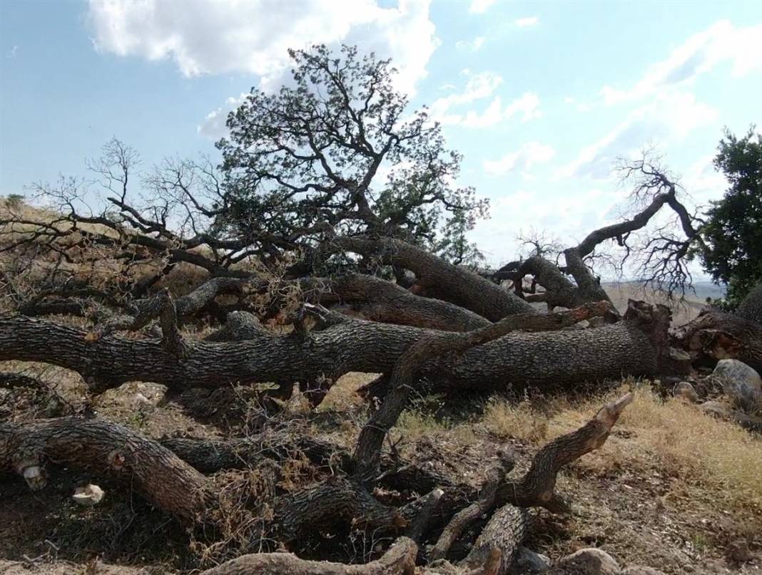 Bu ağaçlara kimse dokunamıyor! Kayseri'nin 7 kardeşi 3 asırdır korkutuyor 2
