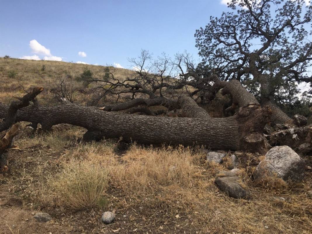 Bu ağaçlara kimse dokunamıyor! Kayseri'nin 7 kardeşi 3 asırdır korkutuyor 3
