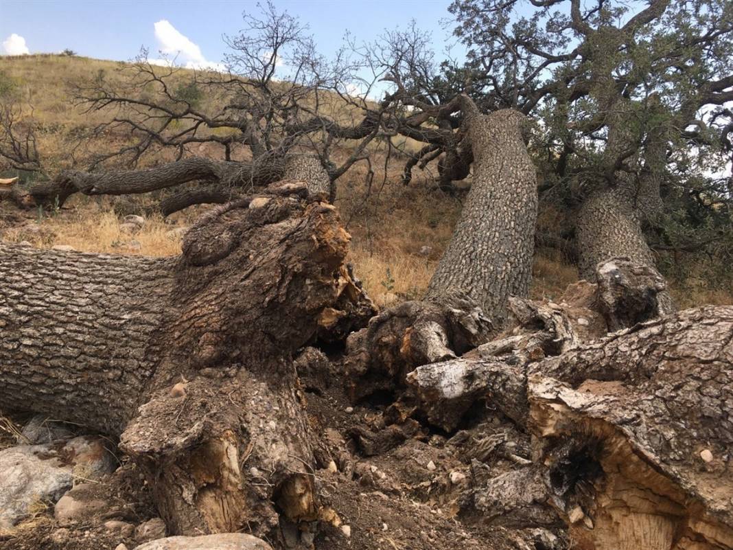 Bu ağaçlara kimse dokunamıyor! Kayseri'nin 7 kardeşi 3 asırdır korkutuyor 4