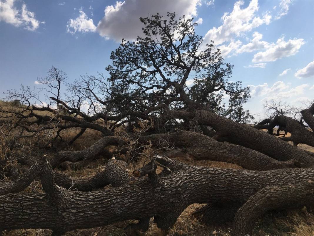 Bu ağaçlara kimse dokunamıyor! Kayseri'nin 7 kardeşi 3 asırdır korkutuyor 6