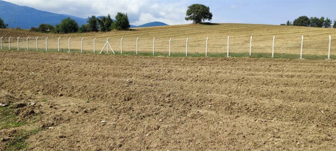 'Boğaziçi'li çiftçi paraya para demiyor! Kilosu 50 bin lira 2