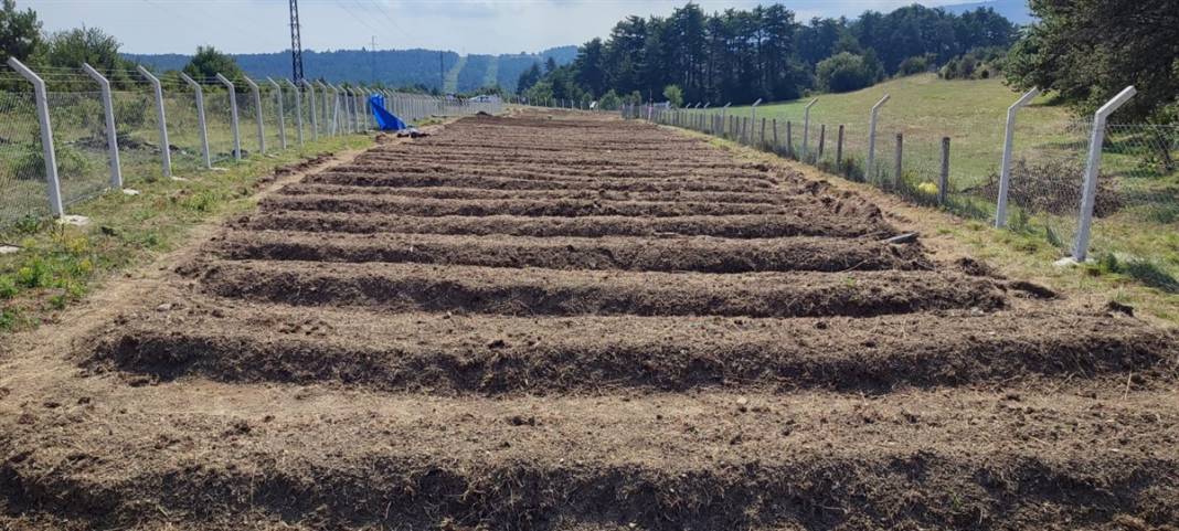 'Boğaziçi'li çiftçi paraya para demiyor! Kilosu 50 bin lira 3