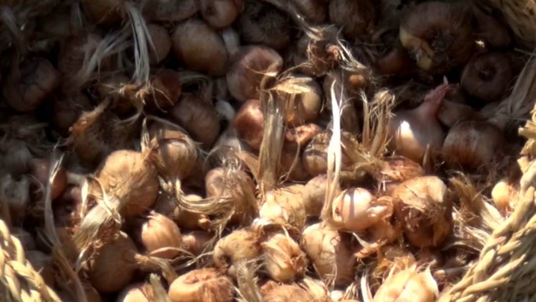 'Boğaziçi'li çiftçi paraya para demiyor! Kilosu 50 bin lira 5