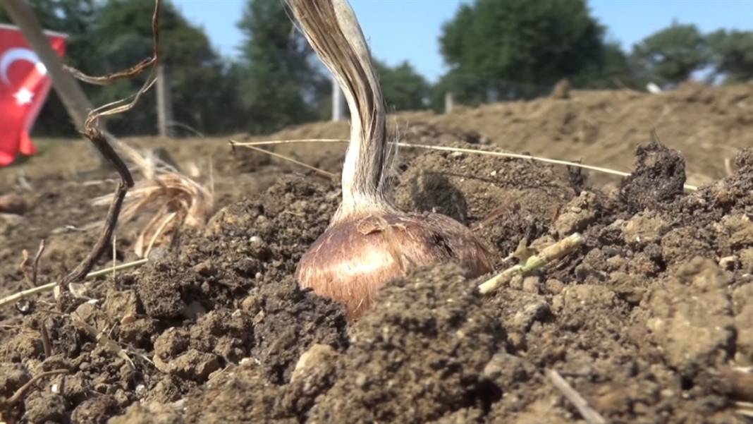 'Boğaziçi'li çiftçi paraya para demiyor! Kilosu 50 bin lira 7