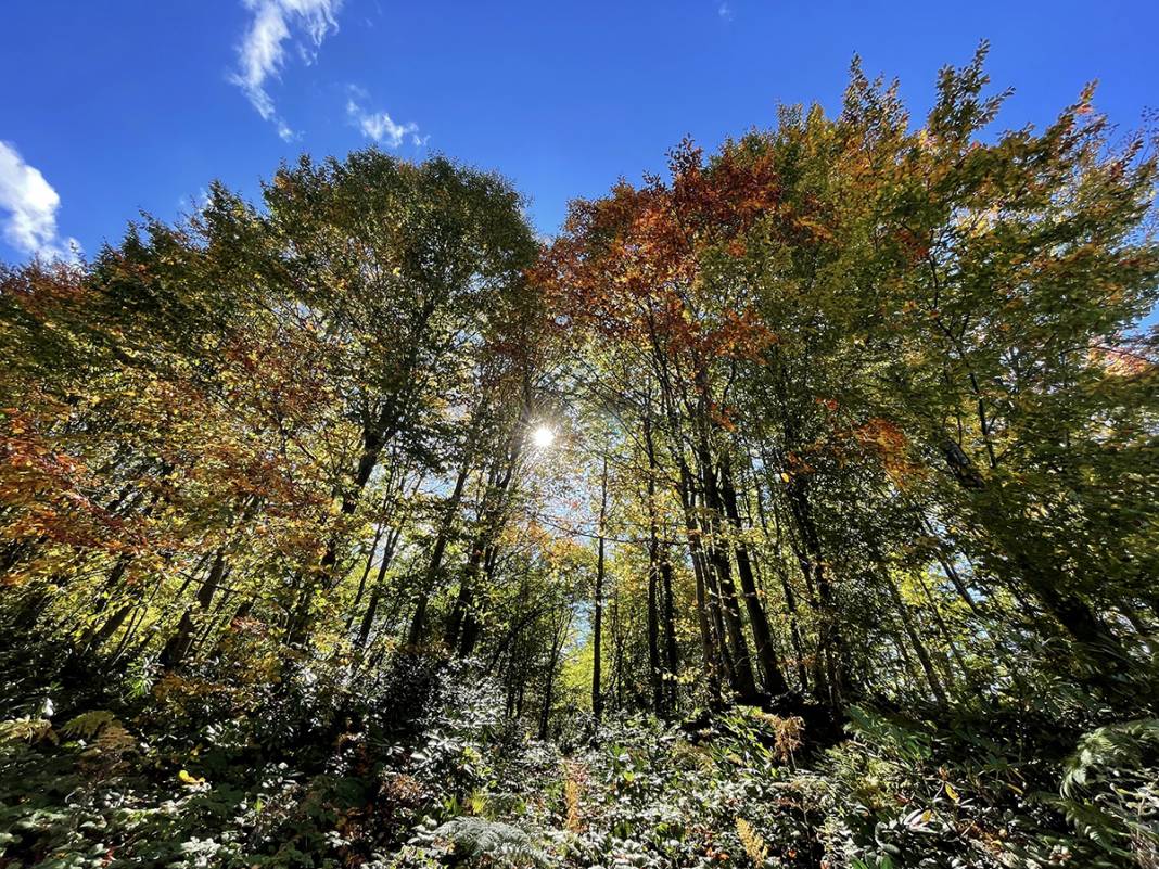 Kocaeli'de sonbaharın renkleri görenleri büyüledi 1