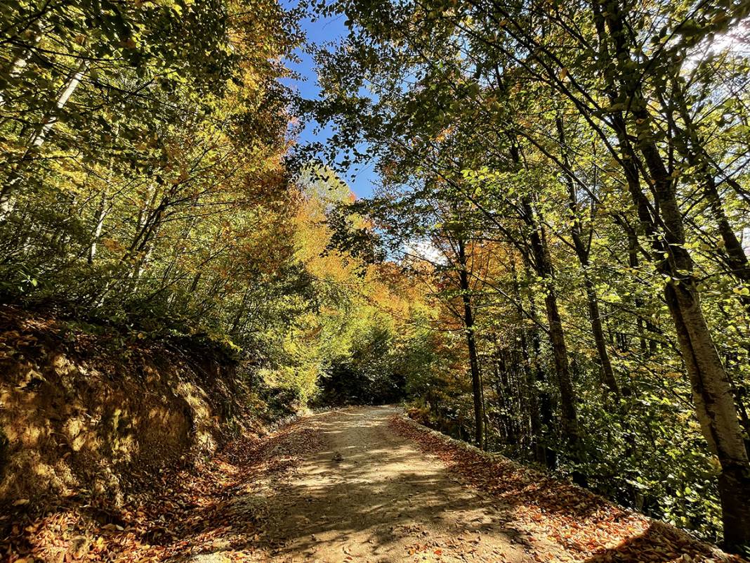 Kocaeli'de sonbaharın renkleri görenleri büyüledi 2