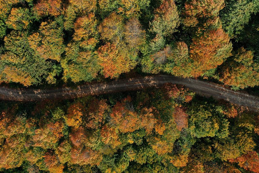 Kocaeli'de sonbaharın renkleri görenleri büyüledi 3