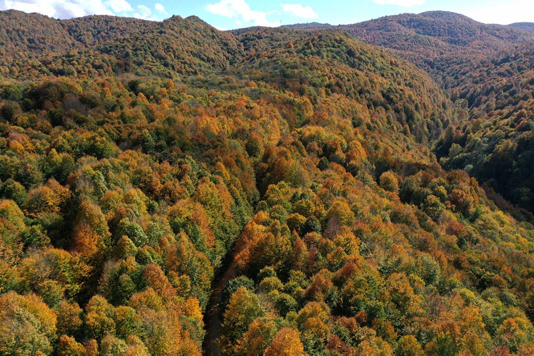 Kocaeli'de sonbaharın renkleri görenleri büyüledi 4