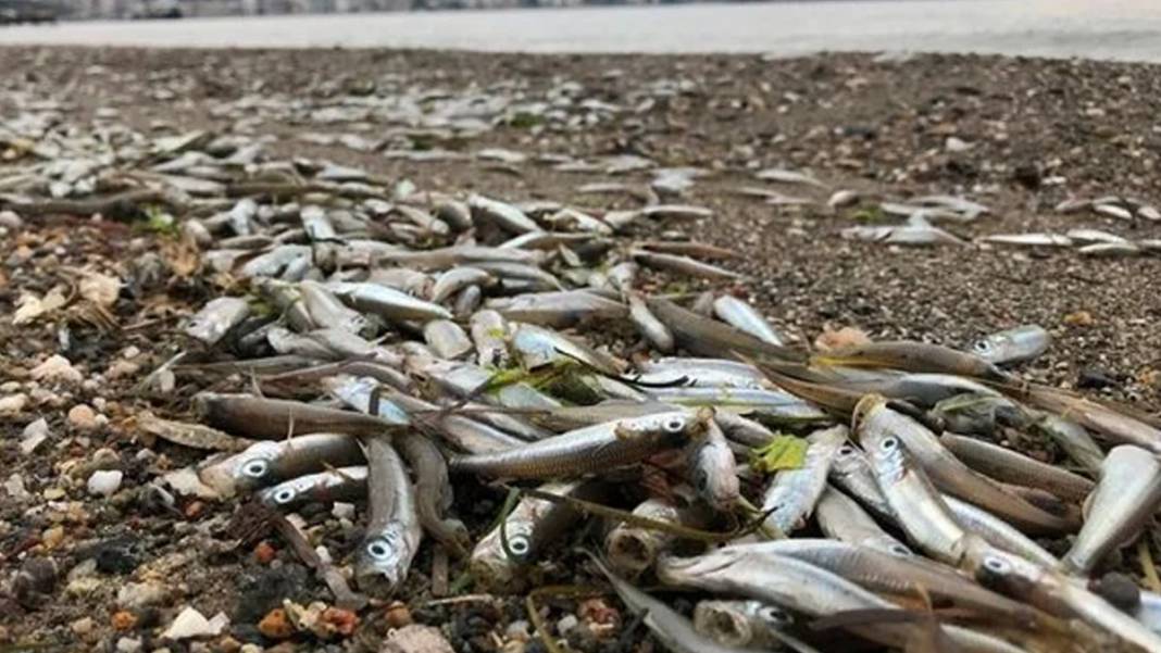 Kovid-19'u başlamadan tahmin eden Şaman'dan korkutan kehanetler! Türkiye'yi neler bekliyor? 6