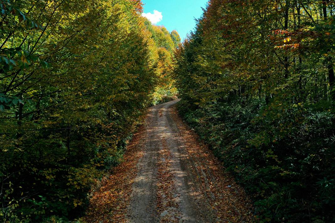 Kocaeli'de sonbaharın renkleri görenleri büyüledi 8