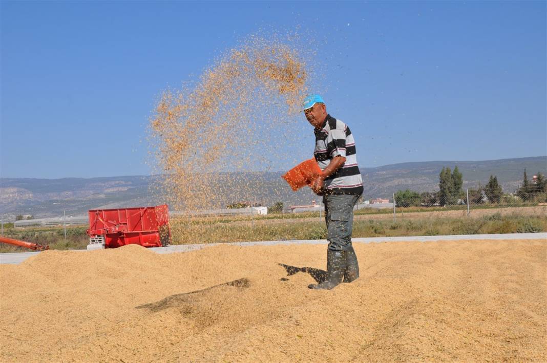 Hasat başladı! Çeltik tarlada 4, markette 25 lira 1