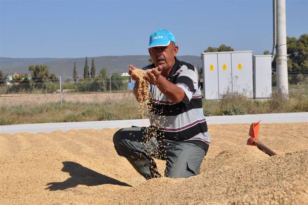 Hasat başladı! Çeltik tarlada 4, markette 25 lira 3