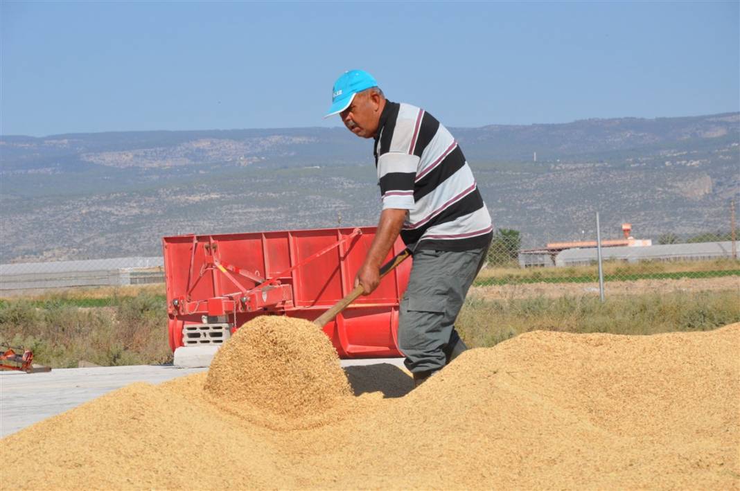 Hasat başladı! Çeltik tarlada 4, markette 25 lira 5