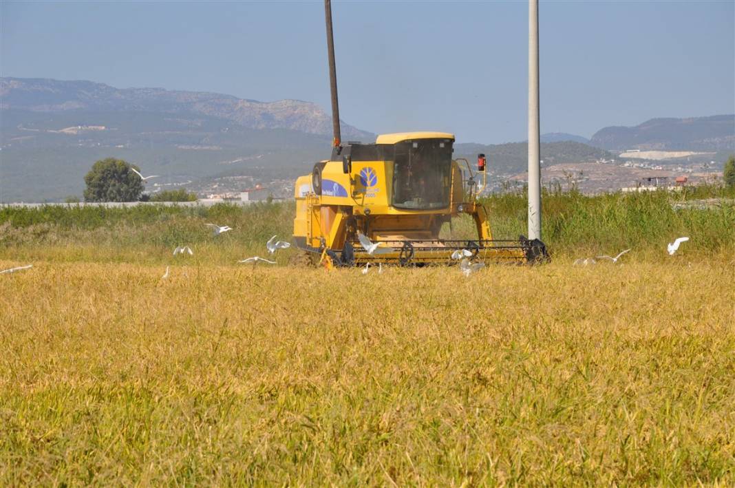 Hasat başladı! Çeltik tarlada 4, markette 25 lira 8