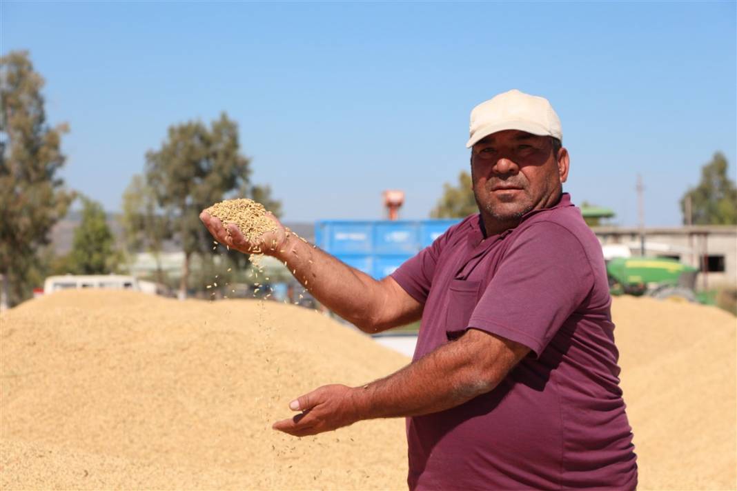 Hasat başladı! Çeltik tarlada 4, markette 25 lira 10