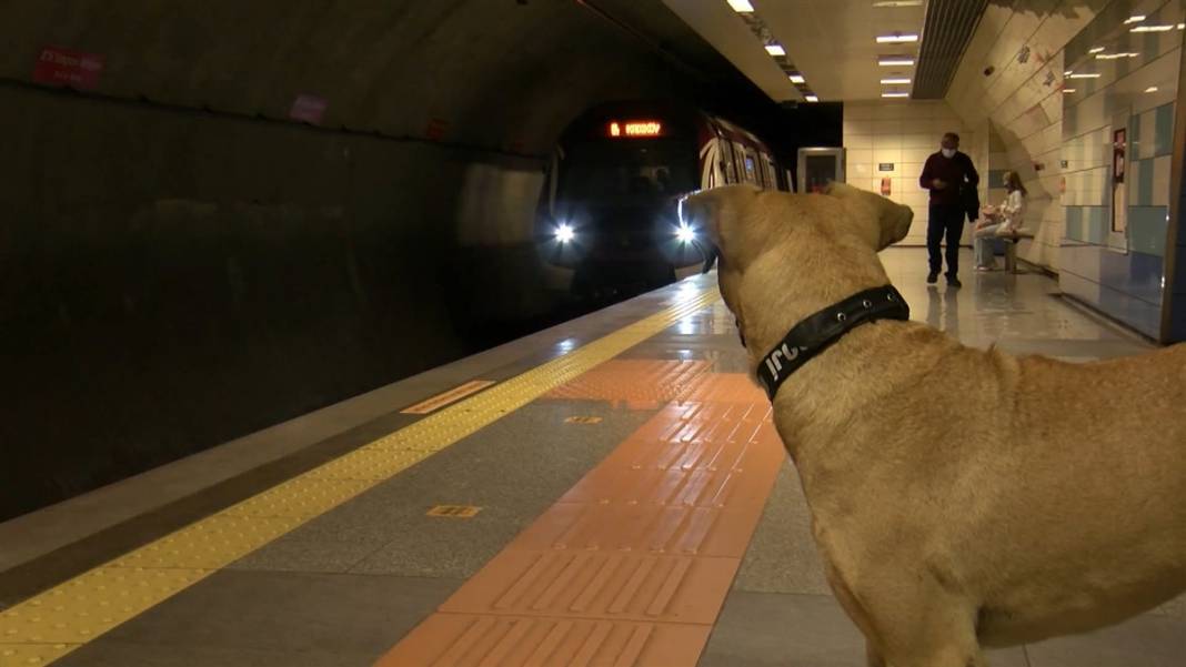 Boji bir günde 29 durak gezdi! En çok tercih ettiği hat ise... 10