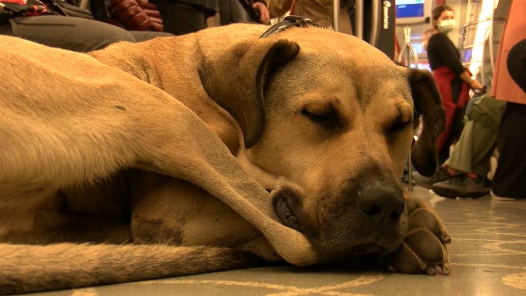 Boji bir günde 29 durak gezdi! En çok tercih ettiği hat ise... 2