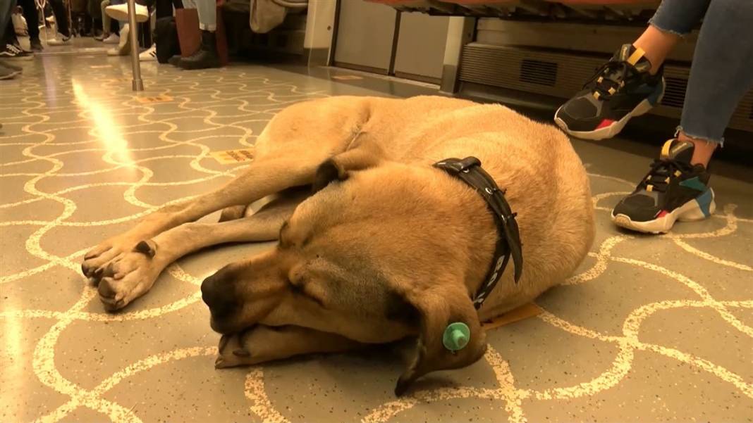 Boji bir günde 29 durak gezdi! En çok tercih ettiği hat ise... 8