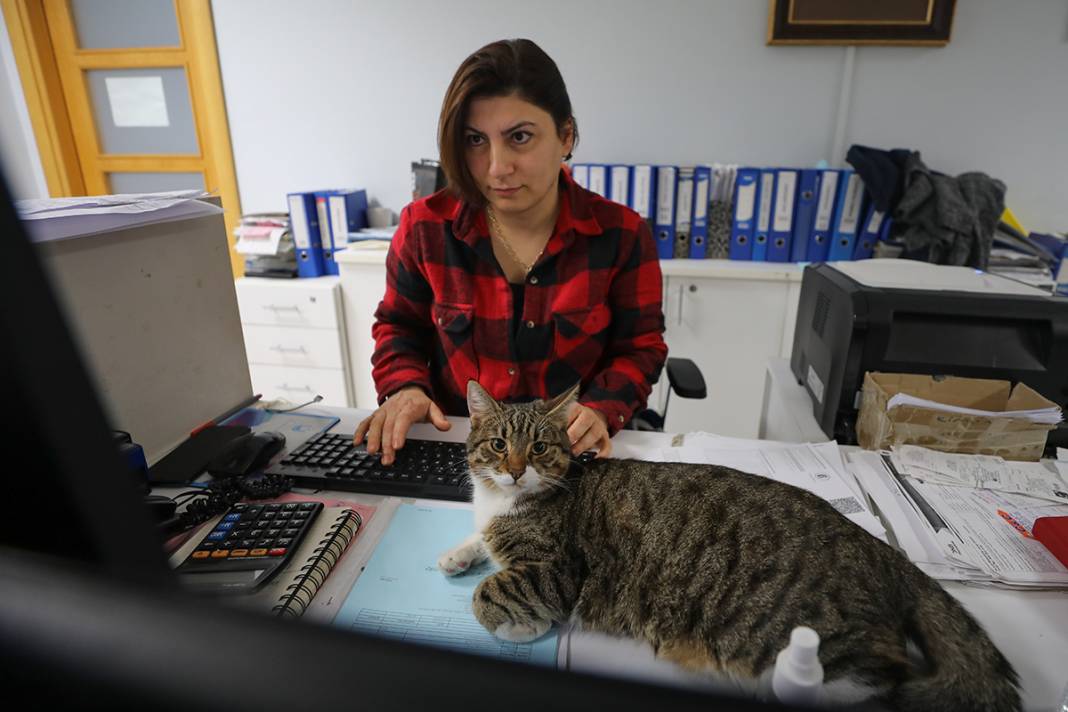 Bu fabrikada çalışmak için kedi ve köpek sevmek şart 10