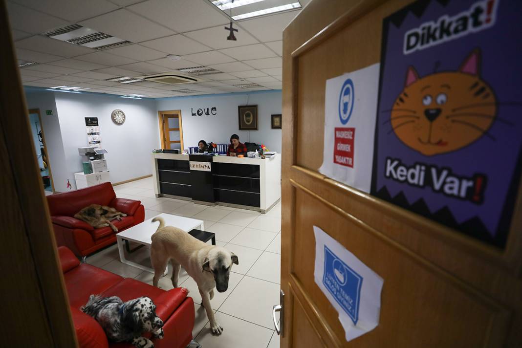 Bu fabrikada çalışmak için kedi ve köpek sevmek şart 12