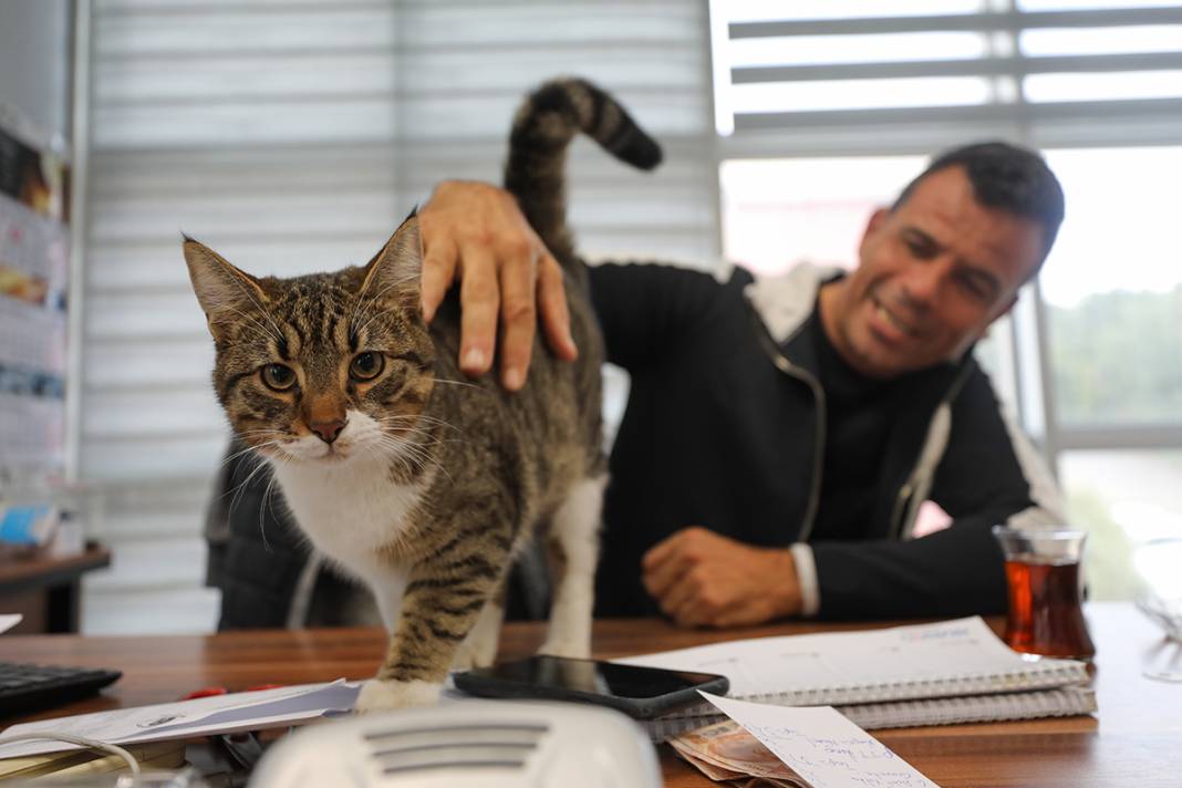 Bu fabrikada çalışmak için kedi ve köpek sevmek şart 13