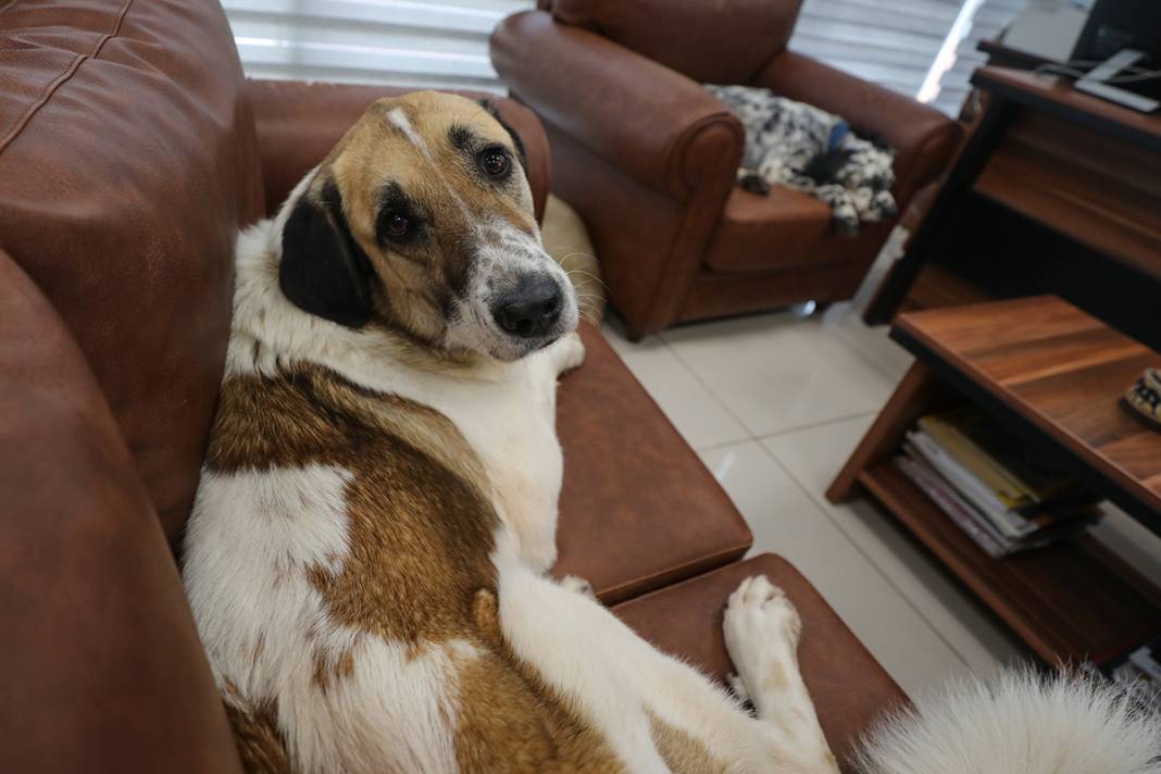 Bu fabrikada çalışmak için kedi ve köpek sevmek şart 14