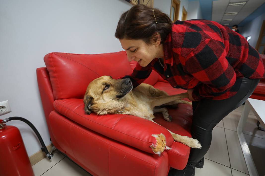 Bu fabrikada çalışmak için kedi ve köpek sevmek şart 15