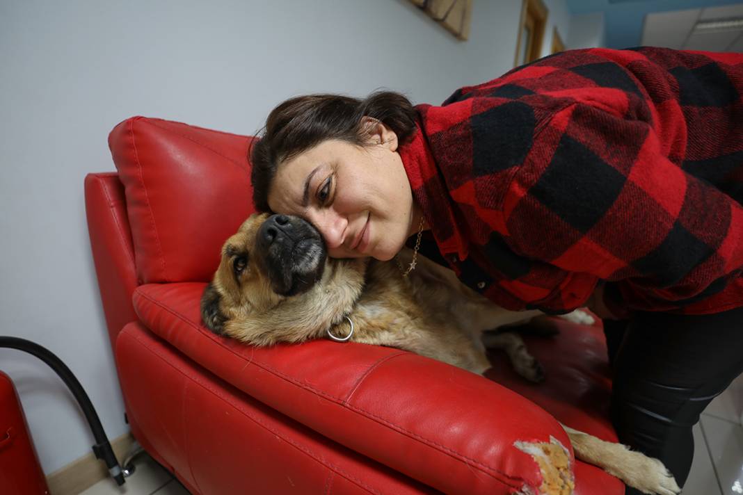 Bu fabrikada çalışmak için kedi ve köpek sevmek şart 18