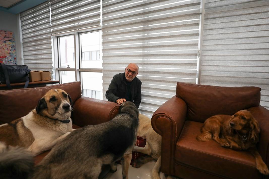 Bu fabrikada çalışmak için kedi ve köpek sevmek şart 2