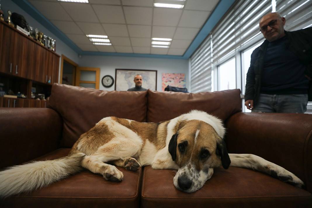 Bu fabrikada çalışmak için kedi ve köpek sevmek şart 3