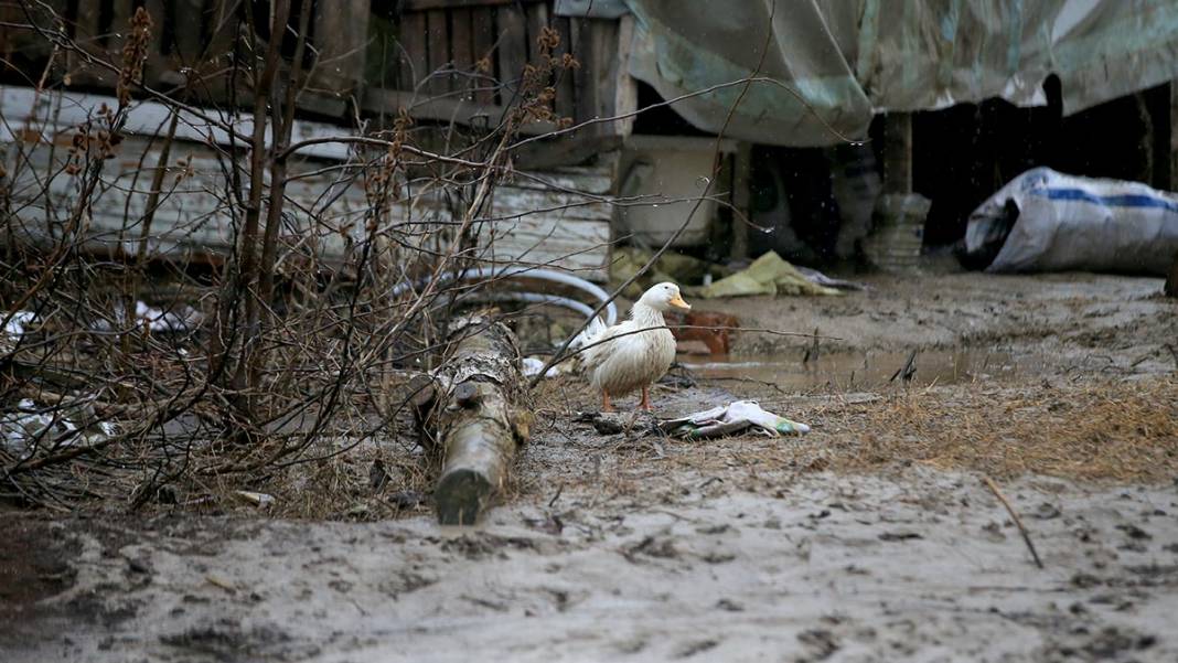 Kırklareli ve Edirne'de sel: Dereler taştı, mahsur kalanlar botlarla kurtarıldı 14