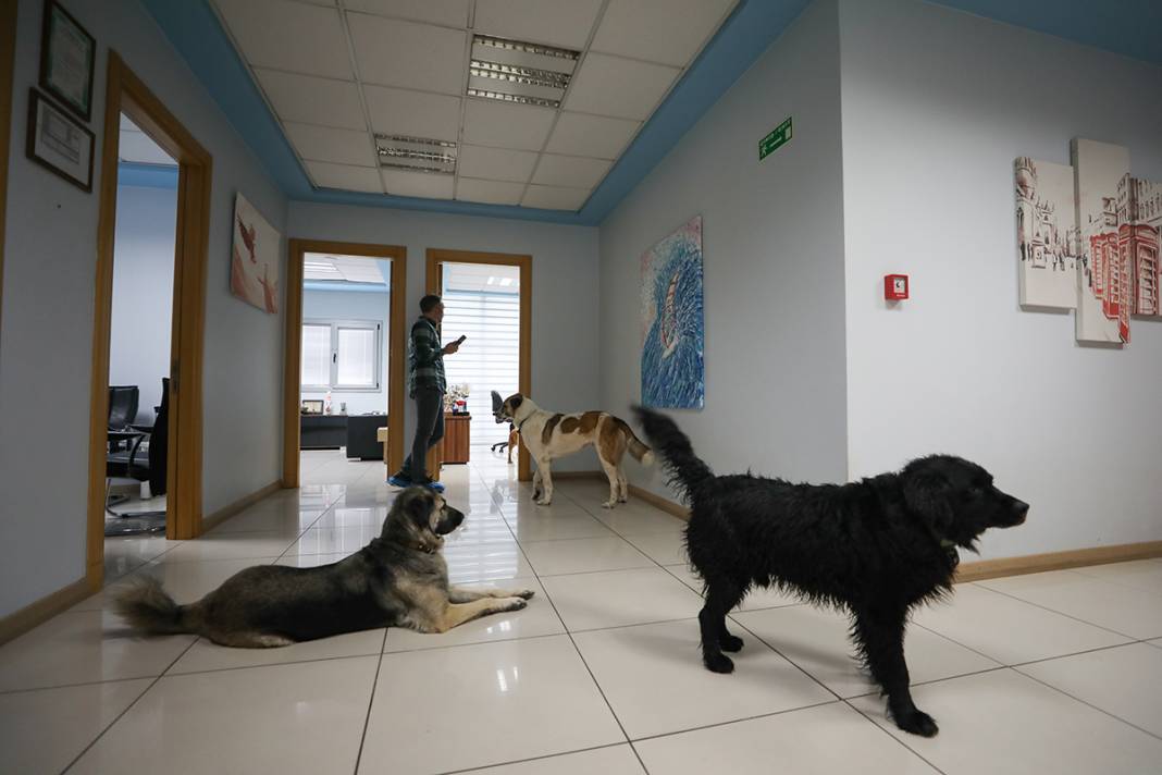 Bu fabrikada çalışmak için kedi ve köpek sevmek şart 4