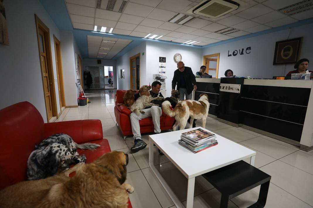 Bu fabrikada çalışmak için kedi ve köpek sevmek şart 5