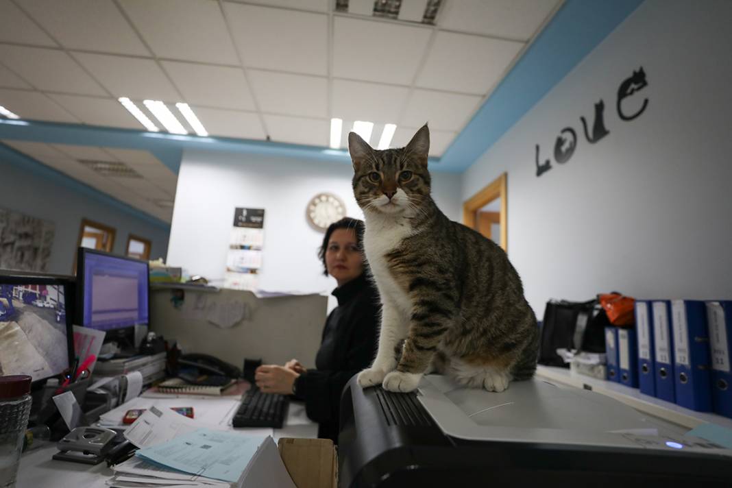 Bu fabrikada çalışmak için kedi ve köpek sevmek şart 7