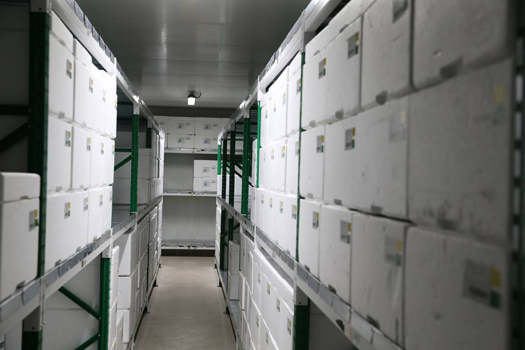 Yerli aşıda ilk sevkiyat: TURKOVAC Ankara'da 7