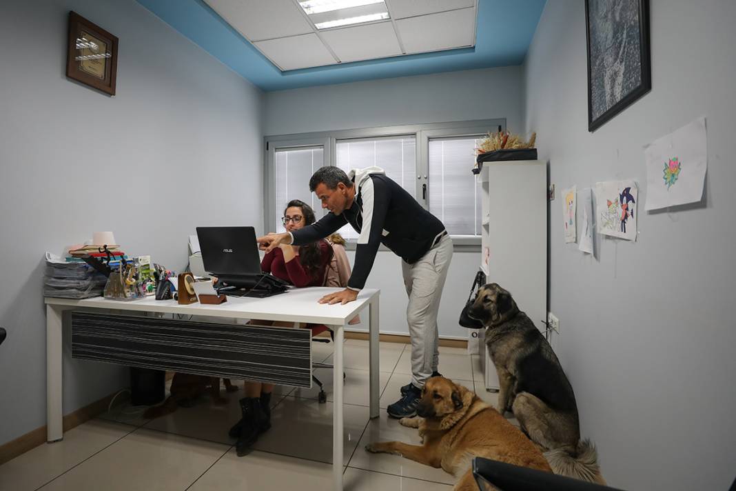 Bu fabrikada çalışmak için kedi ve köpek sevmek şart 9