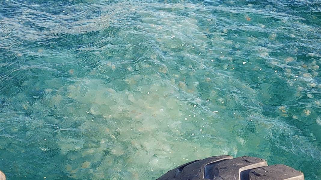 Marmara'da yeni istila! 'Görürseniz sakın dokunmayın' 1