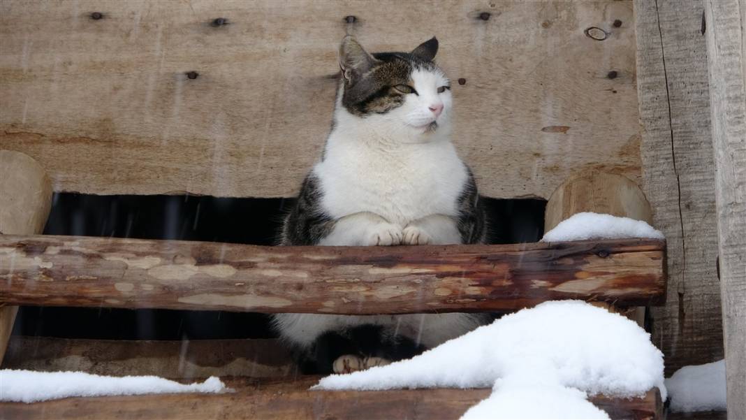 1600 rakımlı köy kara gömüldü! Evlerinden zor çıktılar 22